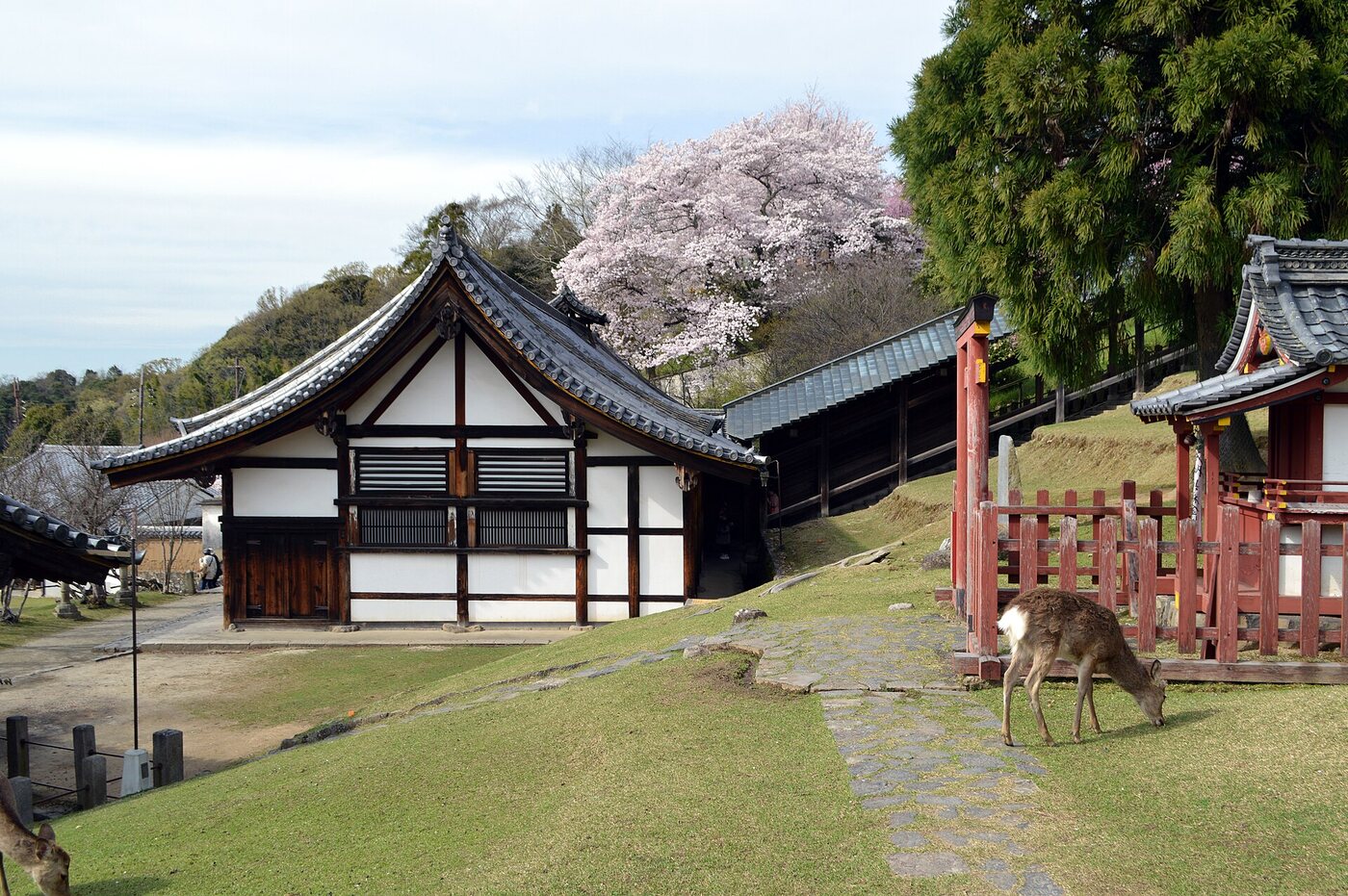 Day 7: Nara Day Trip + Osaka