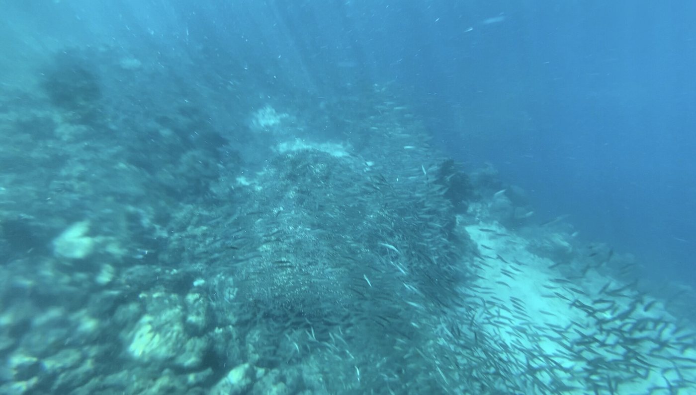 Day 2: Moalboal — Sardine Run & Sea Turtles