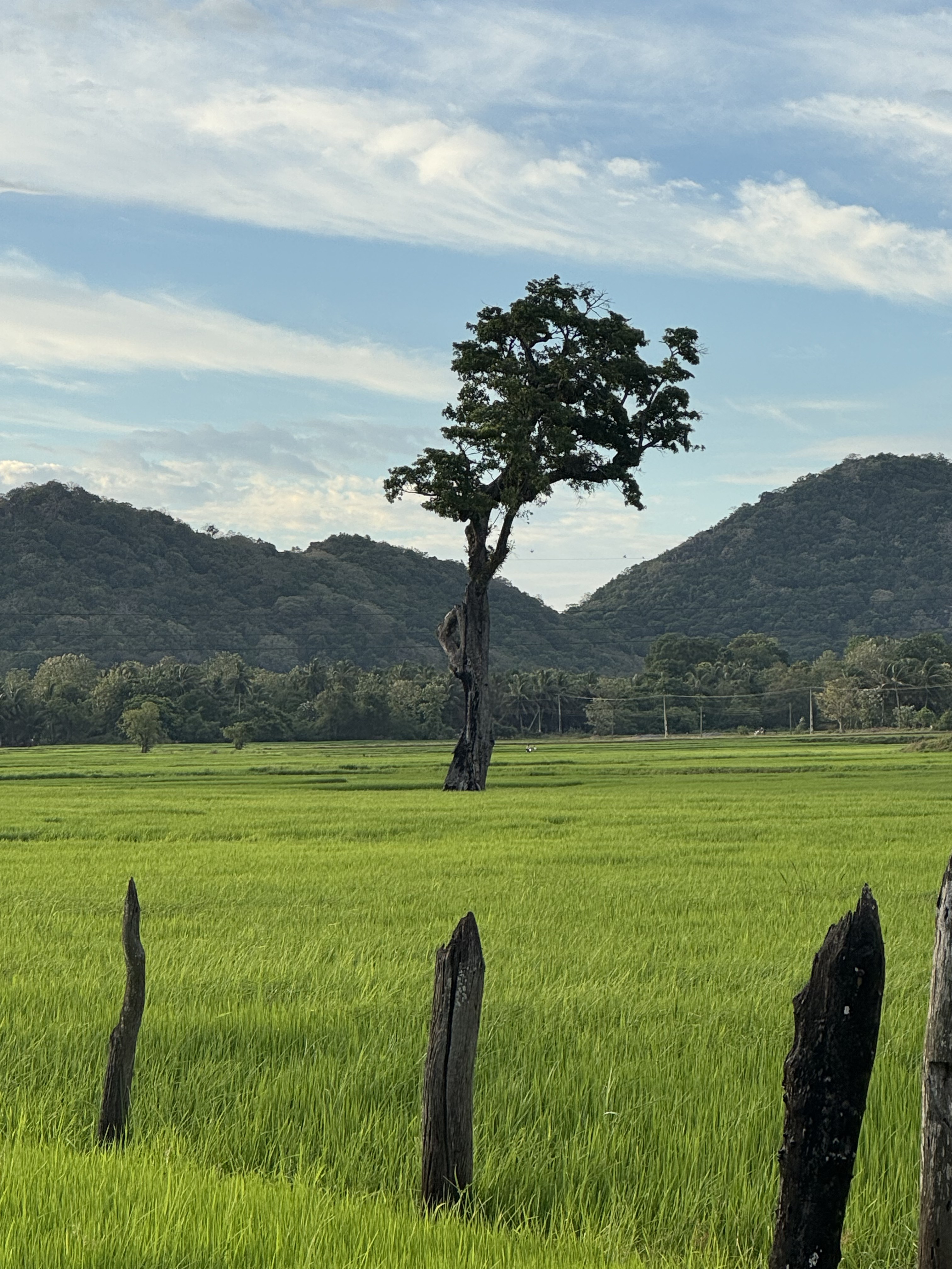 Day 4: Sigiriya to Nuwara Eliya via Bluefield Tea Factory & Ramboda Falls