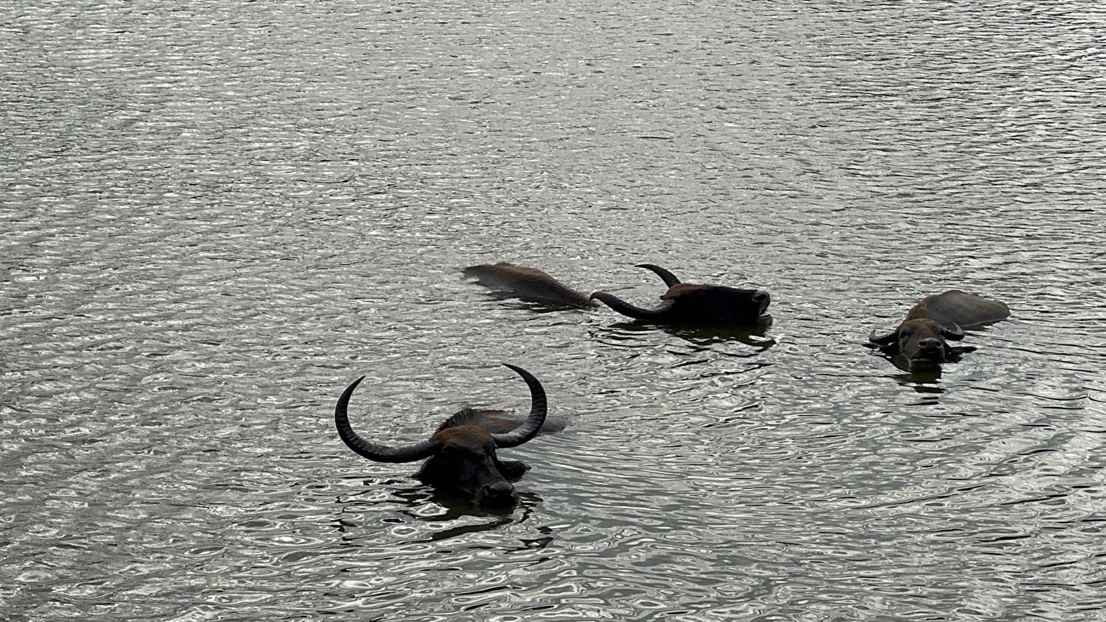 Yala, Sri Lanka