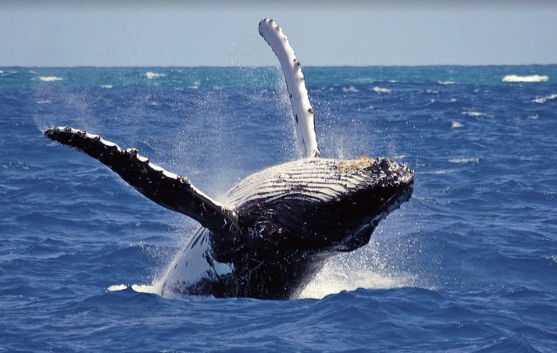 Day 8: Mirissa: Whale Watching